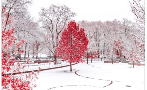 winter septic alger