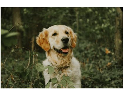 septic system maintenance for pet bellevue